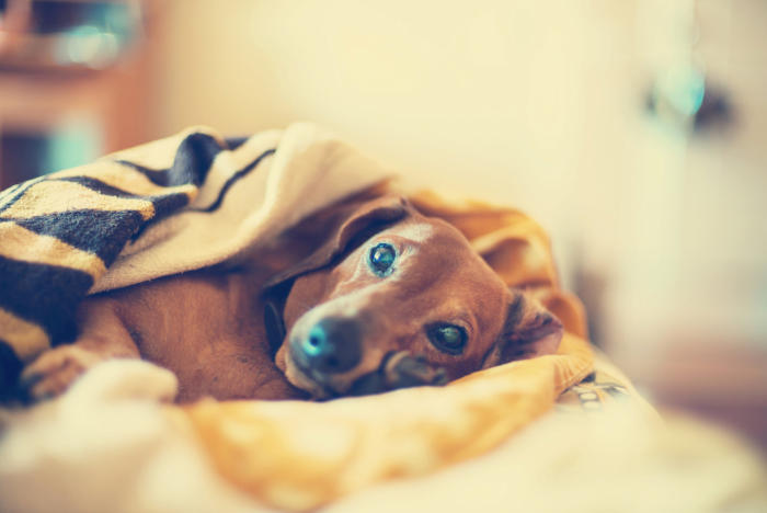 Dog snuggled in blanket, Need Furnace Repairman